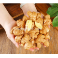 Exportación de raíz de jengibre fresco Mini Golden Plump